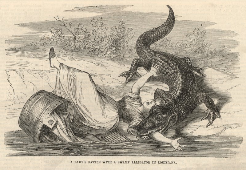 Une dame lutte avec un alligator des marais en Louisiane - English School