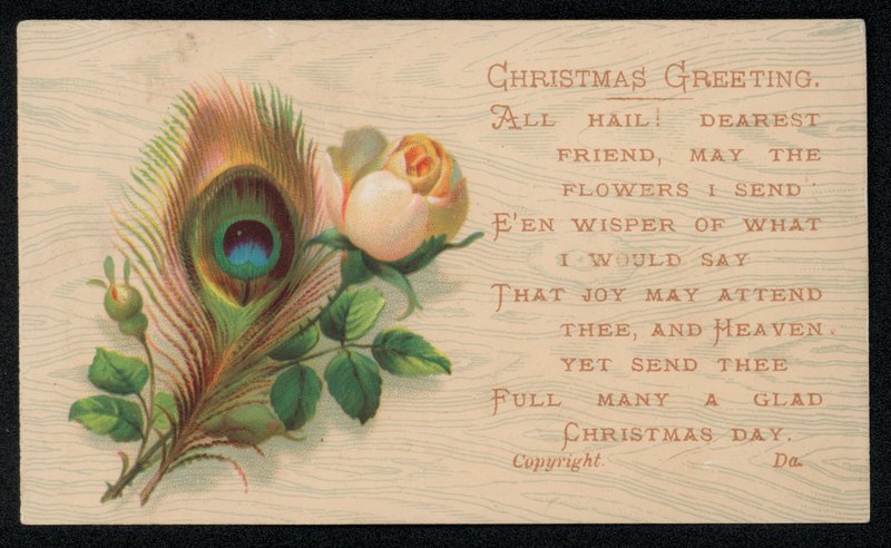 Une plume de paon et une rose, carte de vœux de Noël - English School