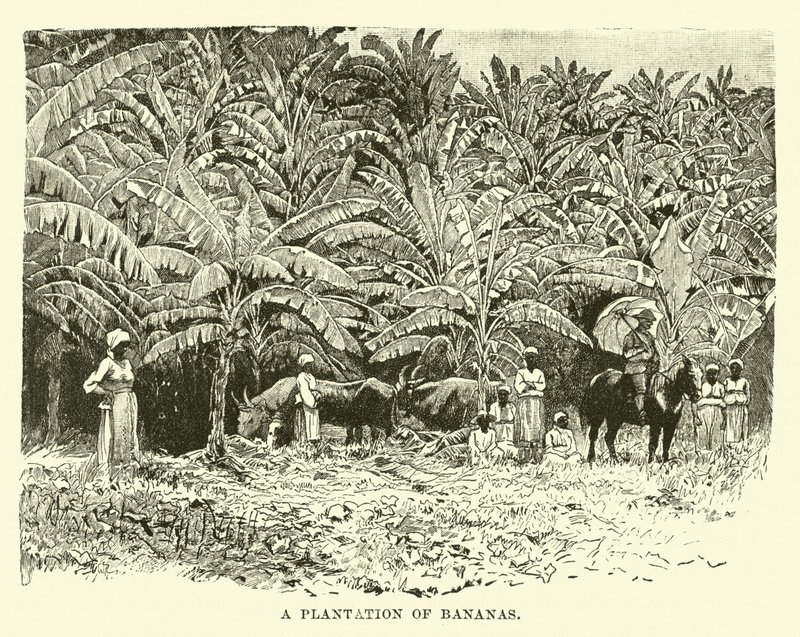 Une plantation de bananes - English School