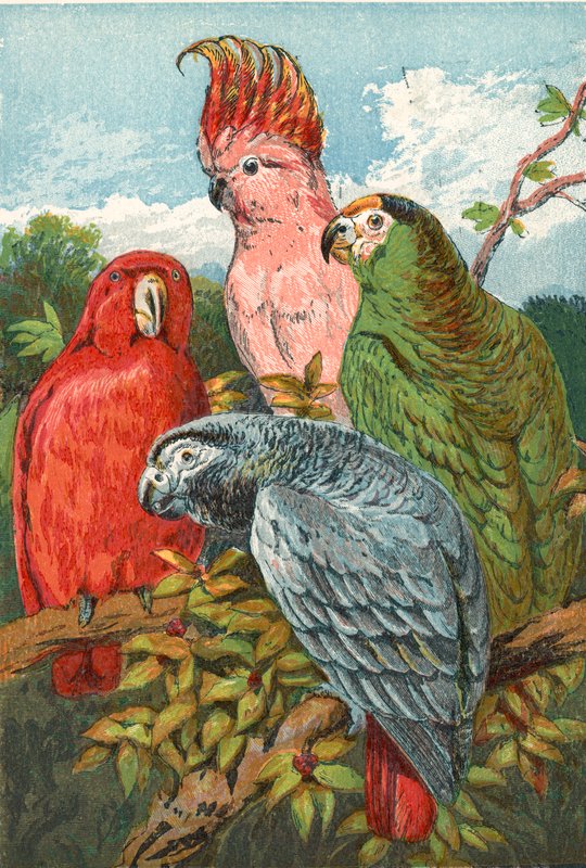 Un perroquet rouge, gris et vert, et un cacatoès - English School