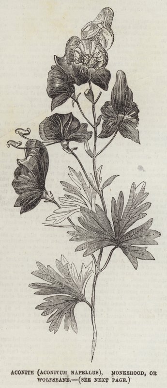 Aconit (Aconitum Napellus), casque de moine ou tue-loup (gravure) - English School