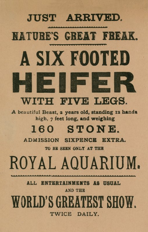 Publicité pour une génisse à six pattes - English School