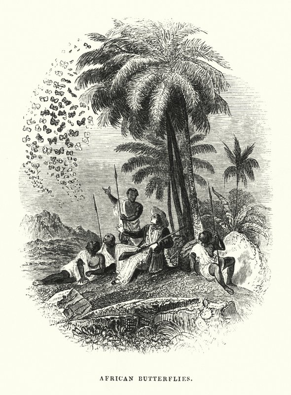 Papillons Africains - English School