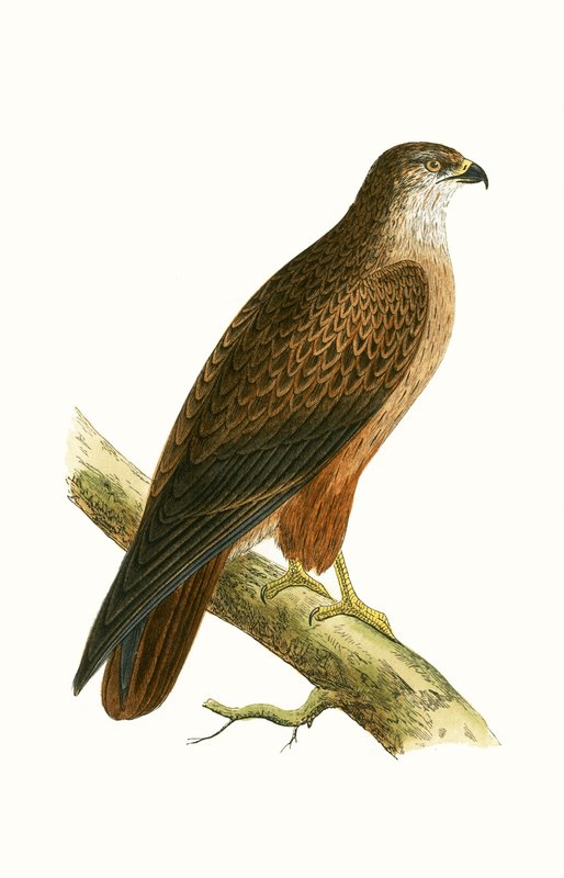 Buse africaine, illustration de 