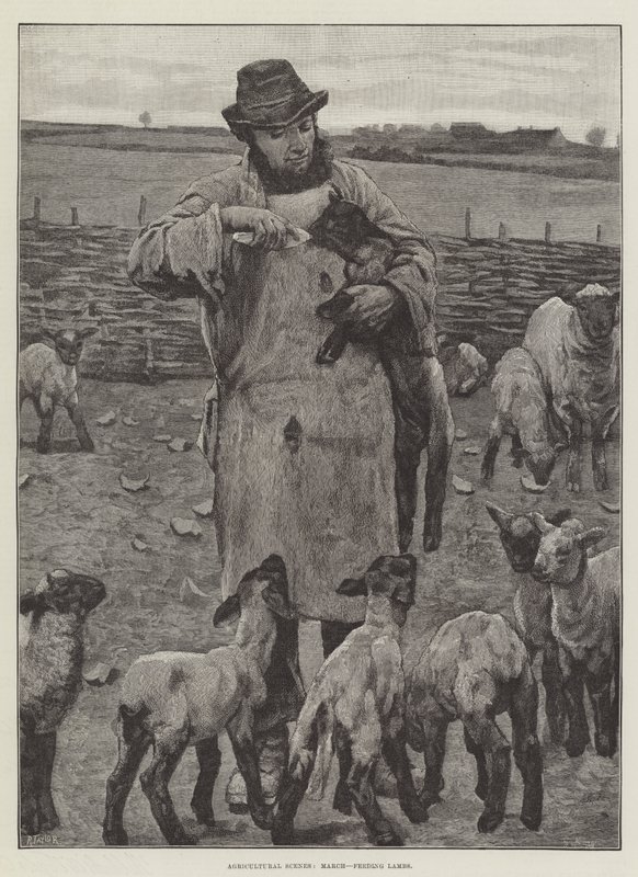 Scènes agricoles, mars, nourrir les agneaux - English School