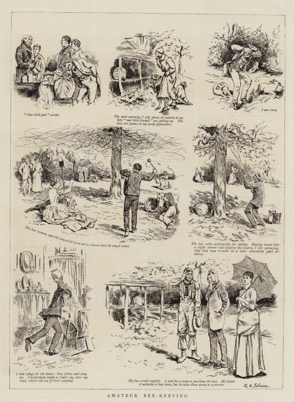 Apiculture amateur - English School