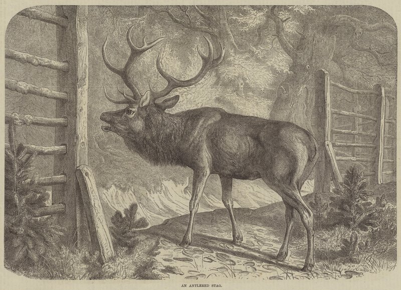 Un Cerf avec des bois (gravure) - English School