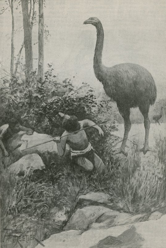 Un habitant éteint de la Nouvelle-Zélande - English School