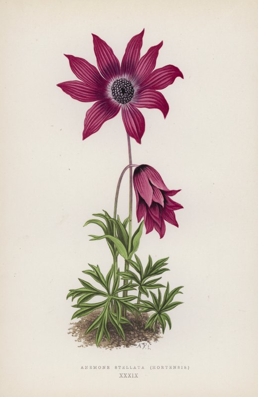Anemone Stellata, Hortensis - English School