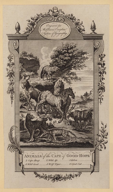 Animaux du Cap de Bonne-Espérance - English School