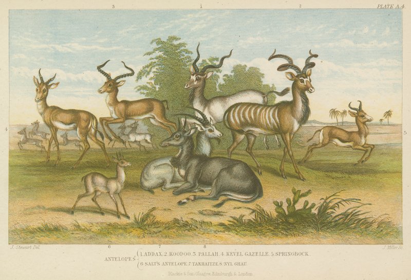 Antilopes (gravure en couleur) - English School