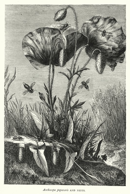 Anthocopa papaveris et Nids - English School