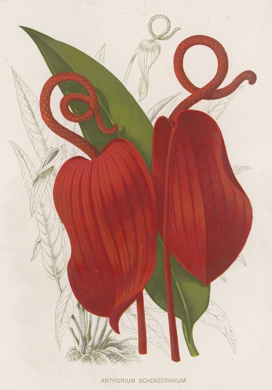 Anthurium Scherzerianum - English School