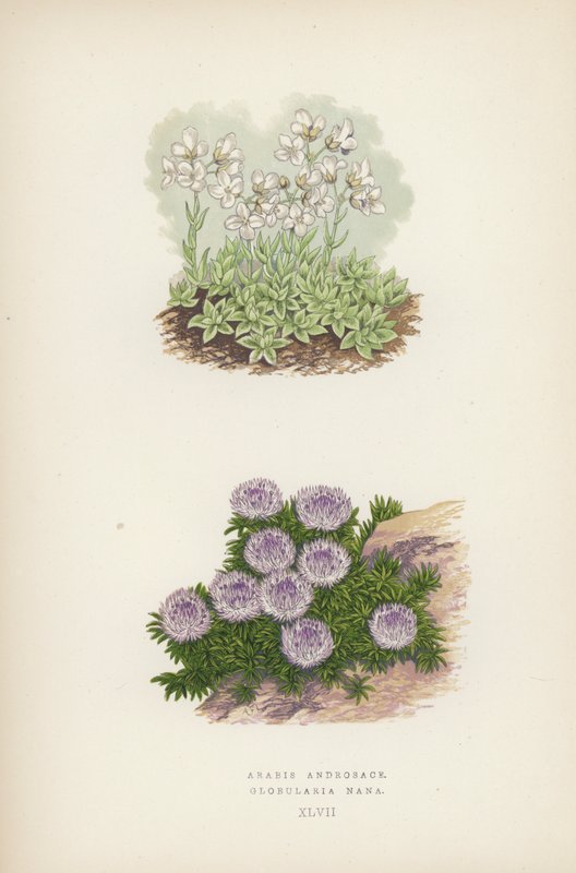 Arabis Androsace; Globularia Nana - English School