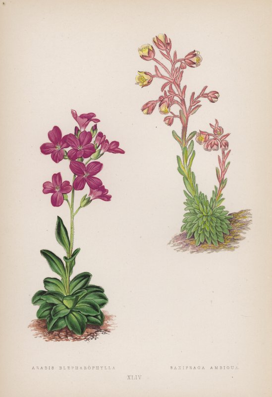 Arabis Blepharophylla; Saxifraga Ambigua - English School