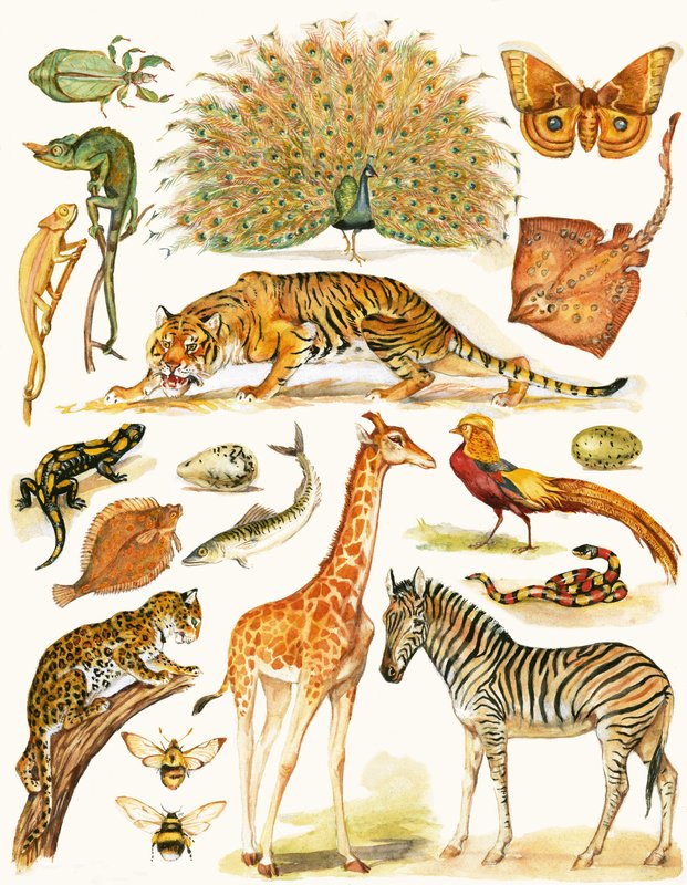 Animaux divers avec coloration intéressante - English School