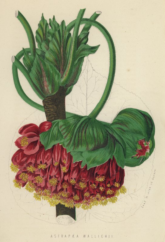 Astrapaea Wallichii - English School