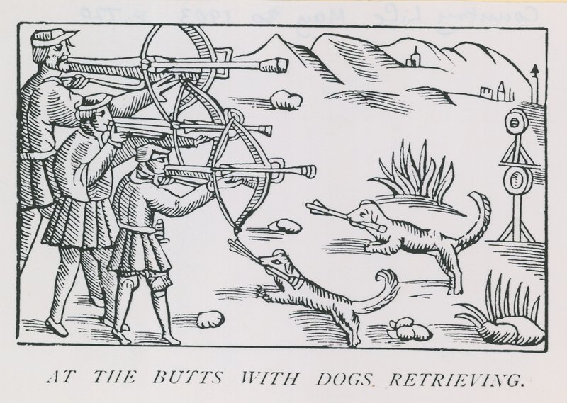 Aux cibles avec des chiens rapportant - English School
