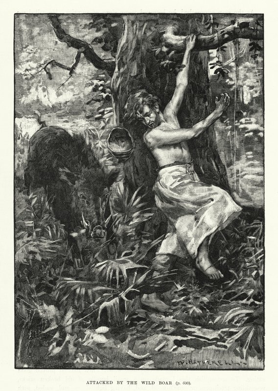 Attaqué par le sanglier - English School