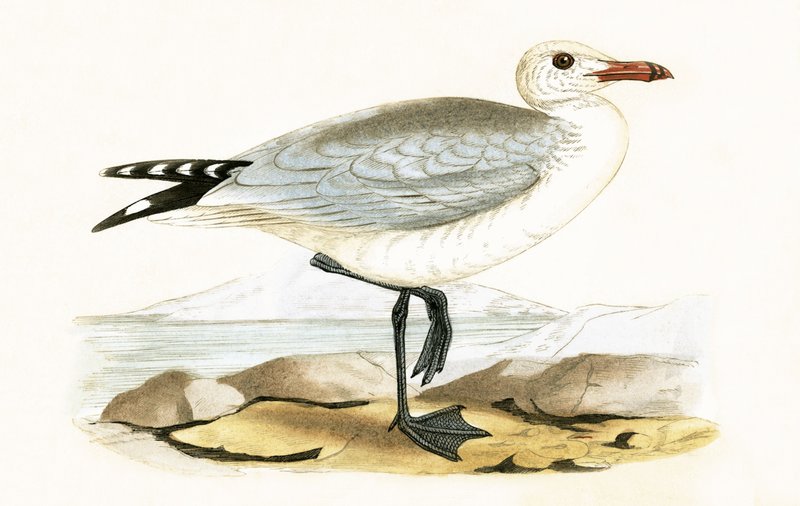 Goéland d