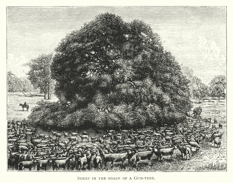 Australie : moutons à l