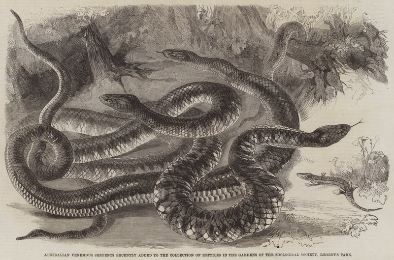 Serpents venimeux australiens récemment ajoutés à la collection de reptiles dans les jardins de la Société zoologique, Regent