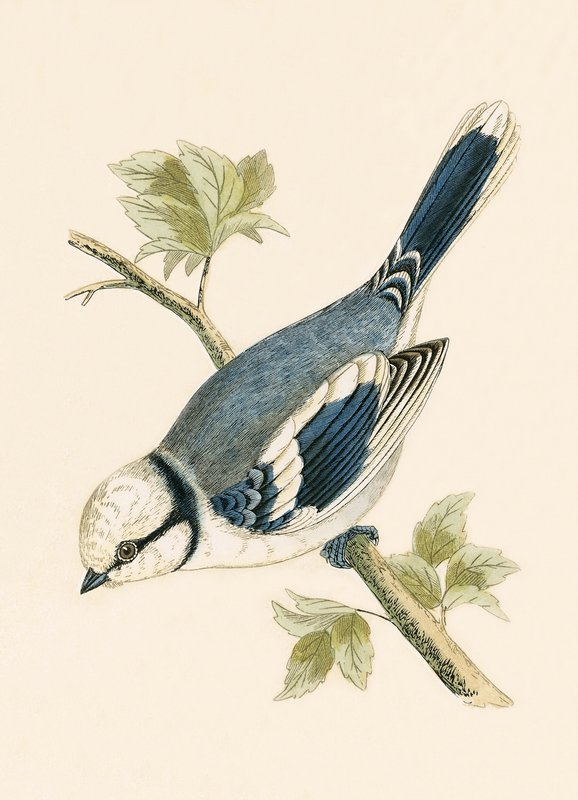 Mésange azurée, illustration de 