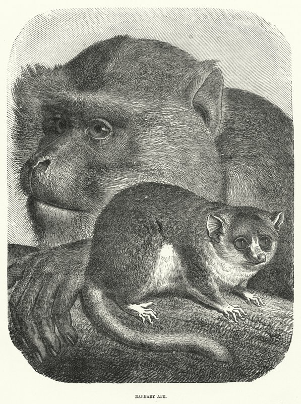 Singe de Barbarie (gravure) - English School