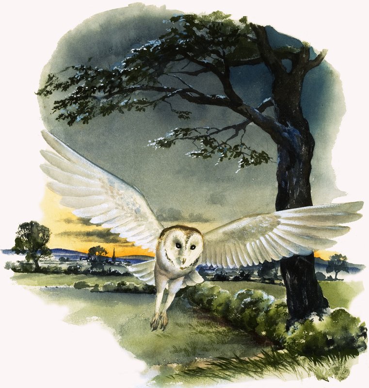 Chouette effraie en vol, illustration de "Peeps at Nature". - English School