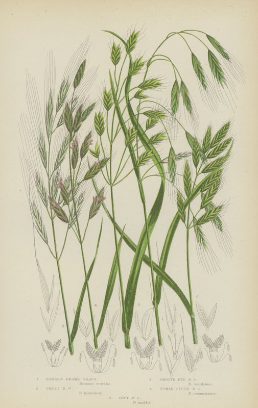 Brome stérile, Brome géant, Brome lisse, Brome des champs tumide, Brome mou - English School