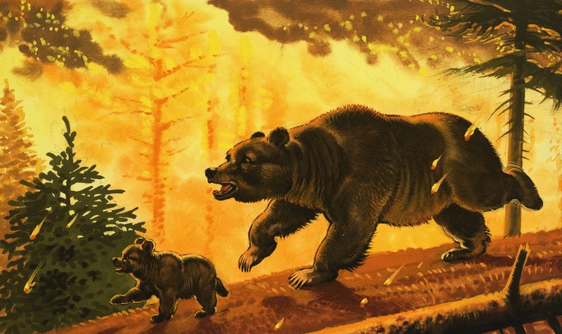 Ours et son petit fuyant un incendie de forêt - English School