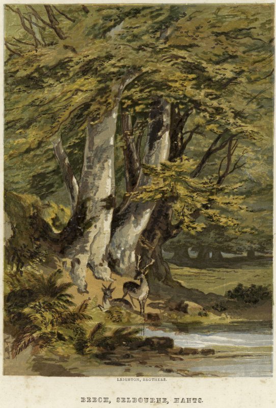 Hêtres, près de Selborne, Hampshire - English School