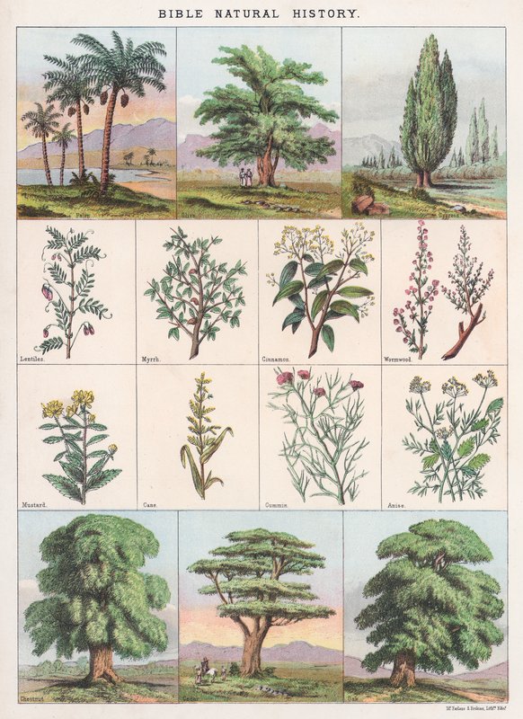 Histoire naturelle de la Bible - English School