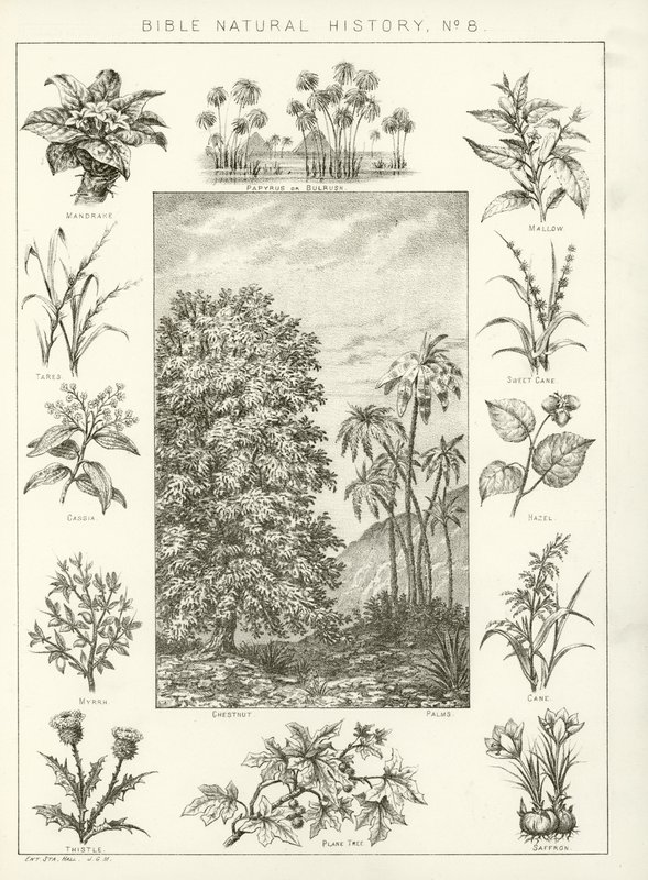Histoire naturelle de la Bible - English School