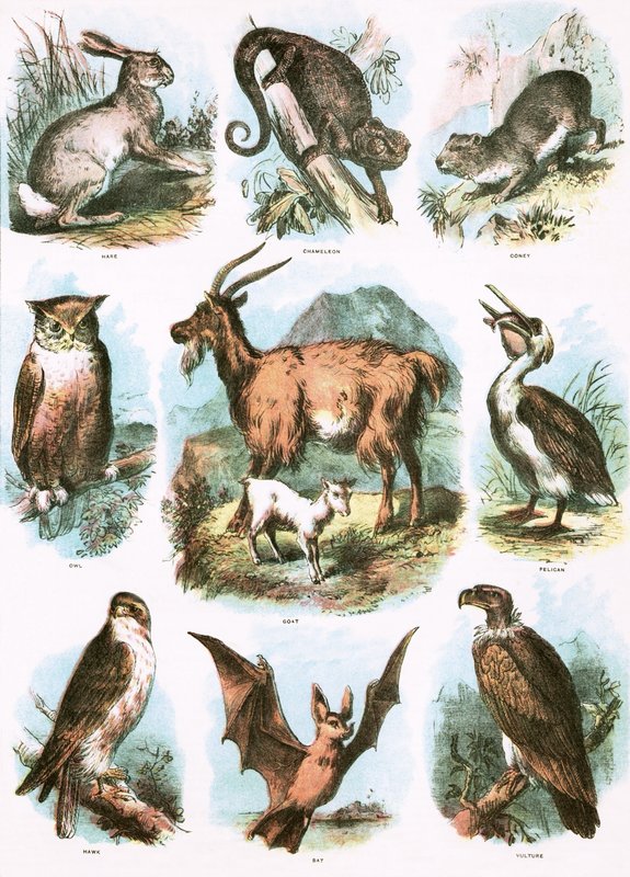 Illustrations bibliques - English School