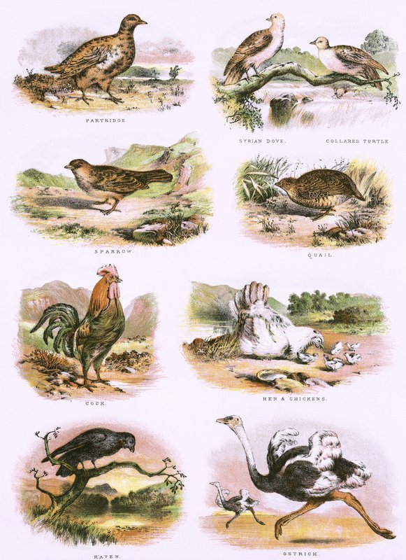 Histoire naturelle biblique - English School