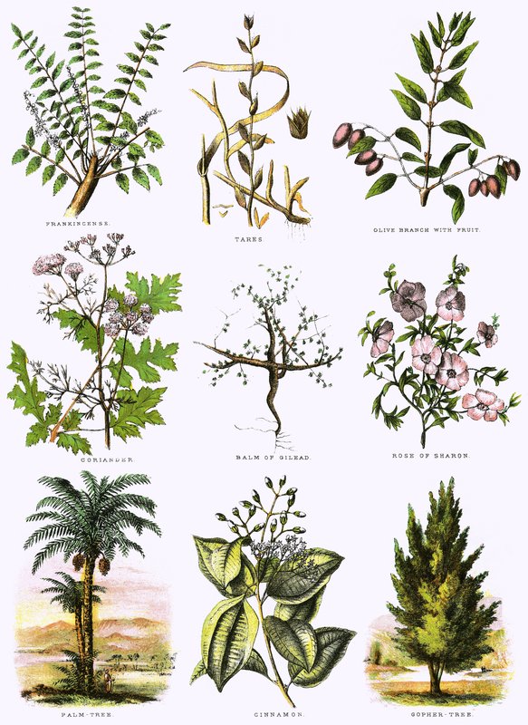 Histoire naturelle biblique - English School