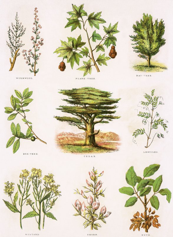 Histoire naturelle biblique - English School