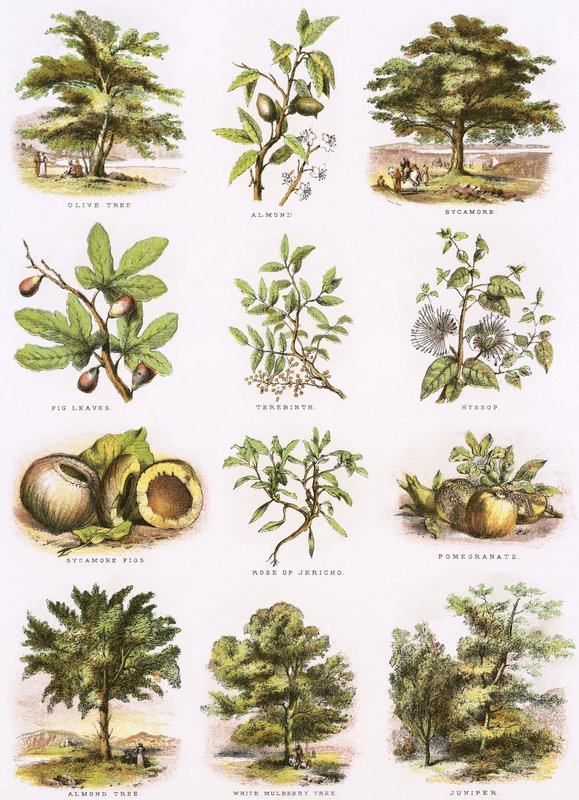 Histoire naturelle biblique - English School