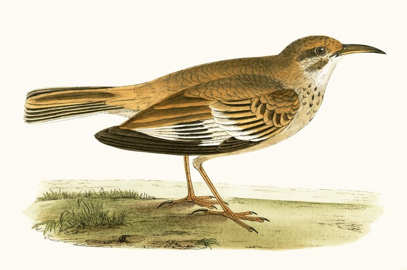 Alouette bifasciée, illustration de 
