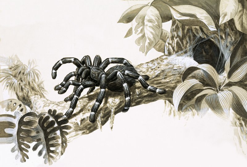 Araignée mangeuse d