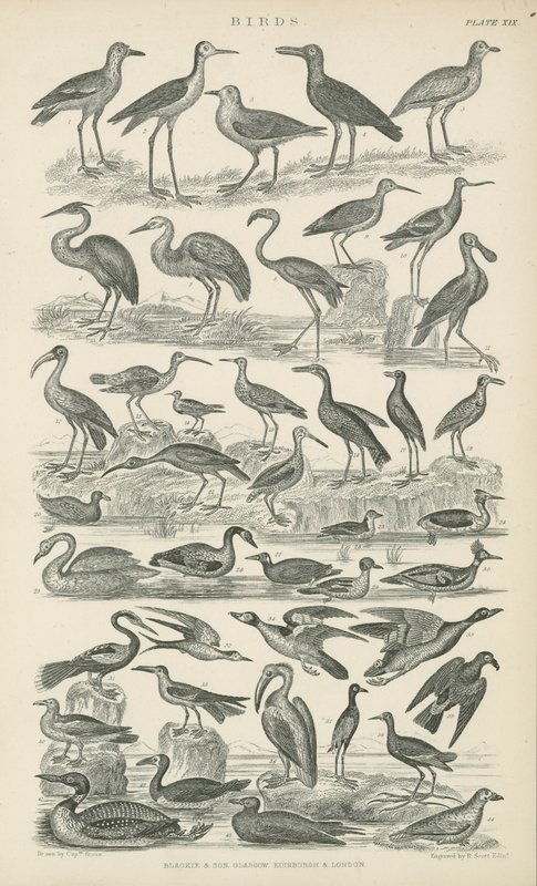 Oiseaux - English School