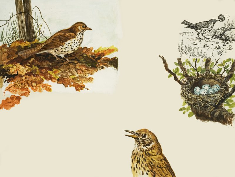 Oiseaux et Nid d