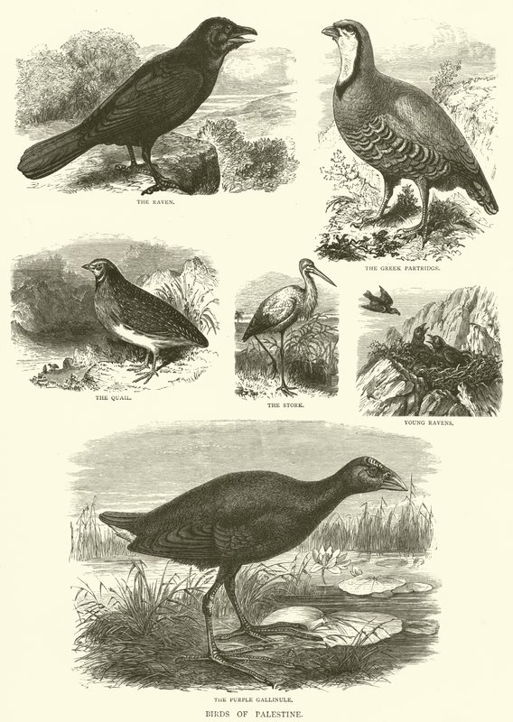 Oiseaux de Palestine (gravure) - English School