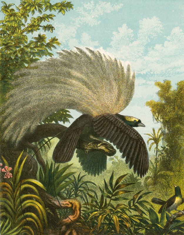 Oiseaux de paradis - English School