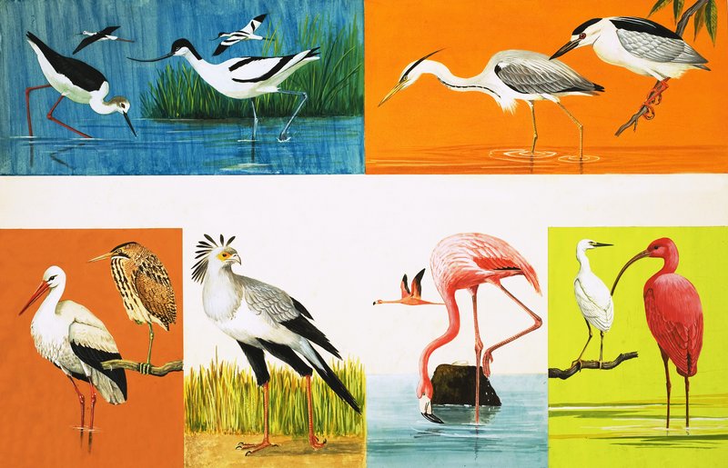 Oiseaux aux longues pattes - English School