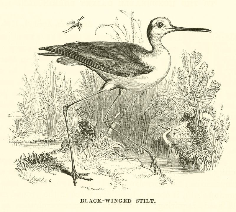 Échasse à ailes noires (gravure) - English School