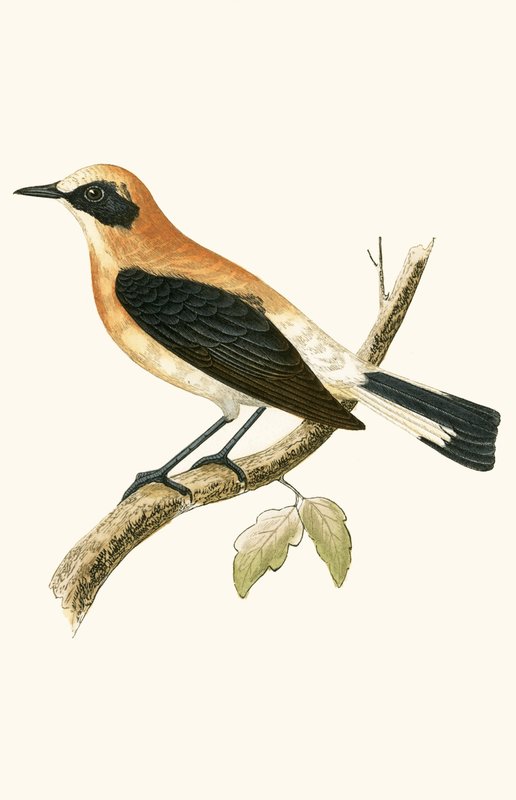 Traquet oreillard, illustration de 