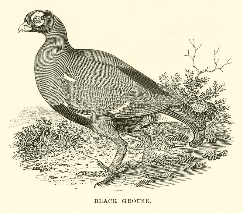 Tétras lyre (gravure) - English School