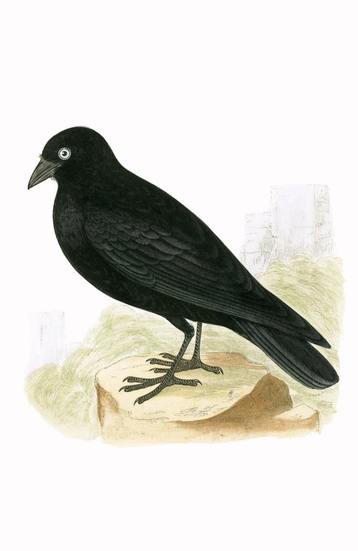 Choucas noir, illustration de 